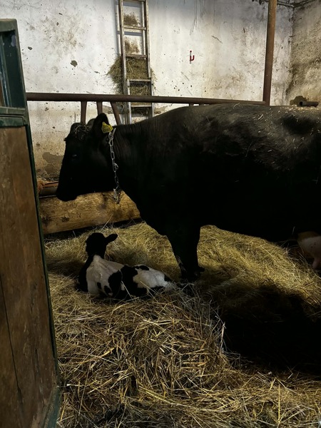  (kliknięcie spowoduje powiększenie obrazu)