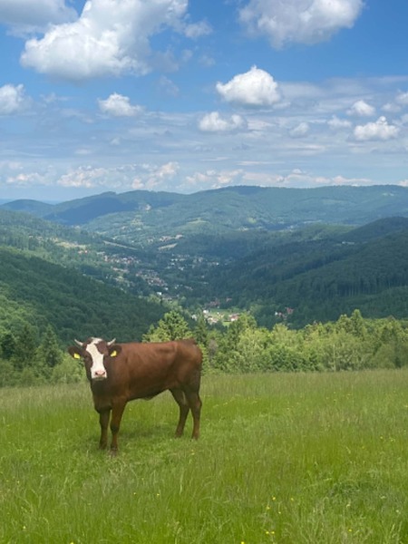  (kliknięcie spowoduje powiększenie obrazu)