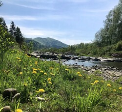 brennica-latem