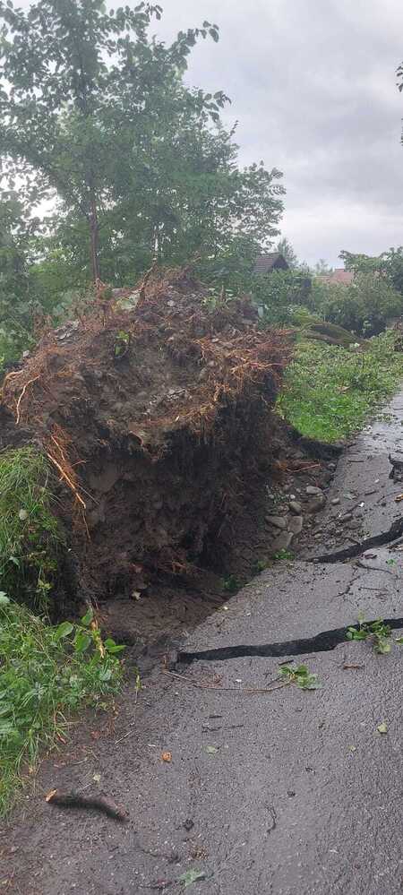 Przewrócone drzewo (kliknięcie spowoduje powiększenie obrazu)