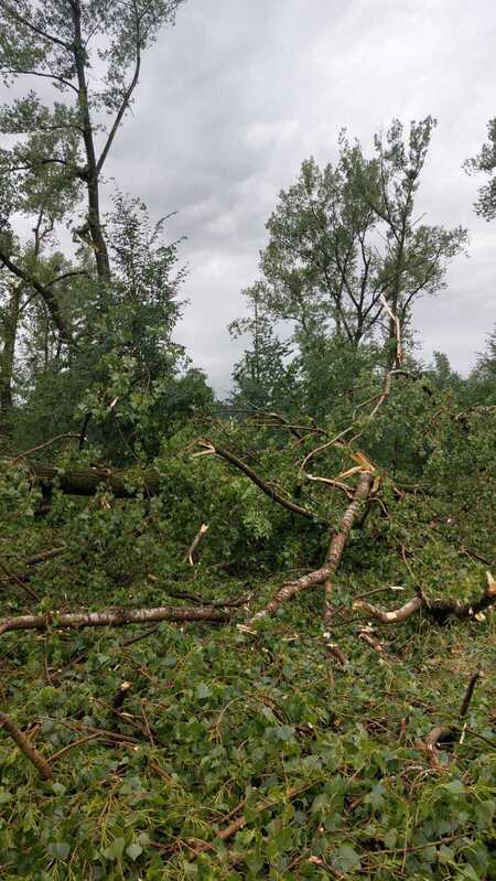 Przewrócone drzewo (kliknięcie spowoduje powiększenie obrazu)