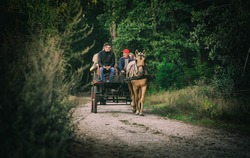 horse-3747206-1280