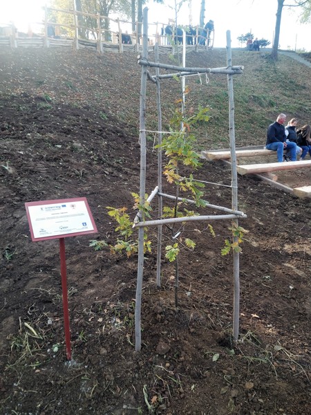  (kliknięcie spowoduje powiększenie obrazu)