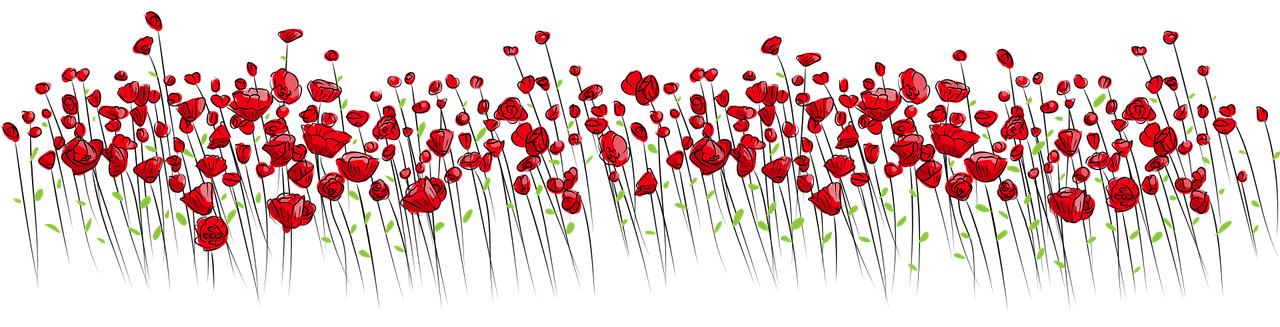 Obrazek przedstawiający wiele czerwonych kwiatów