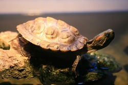 żółw